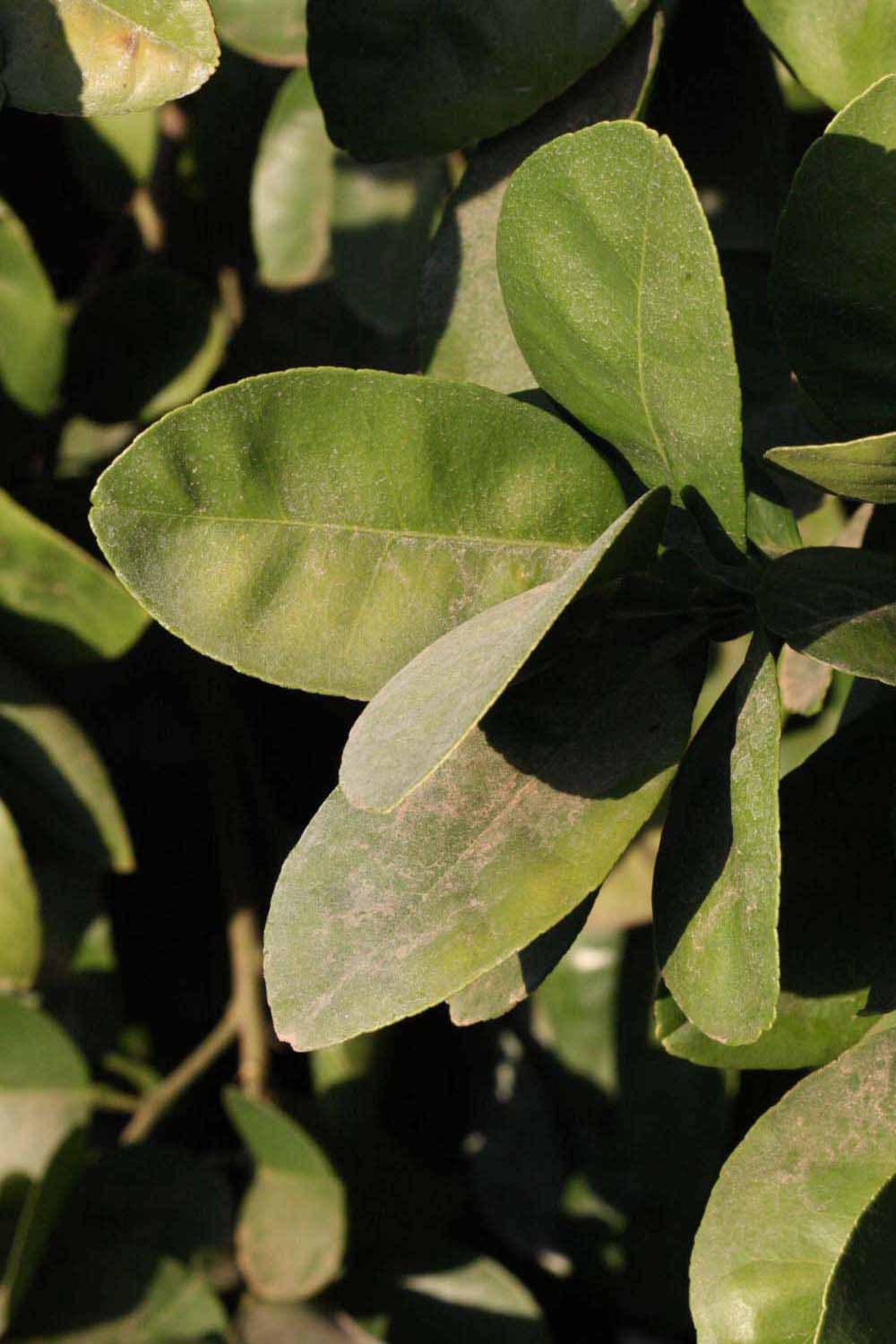              Sun leaves (Riverside, CA)       